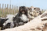 PETIT CHIEN LION 066